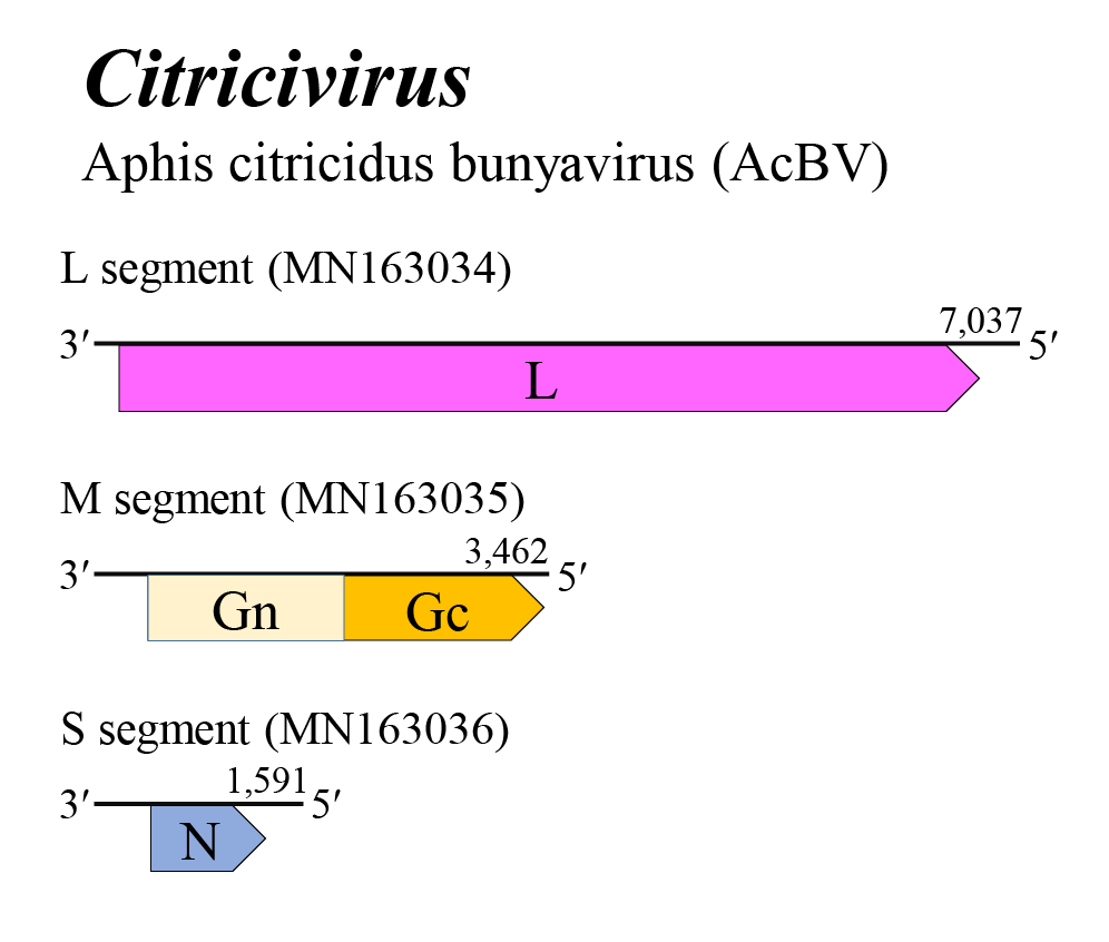 Citricivirus genome