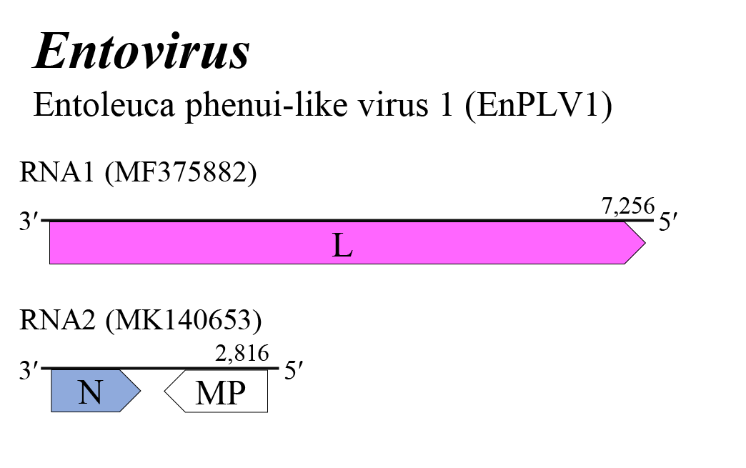 Entovirus genome