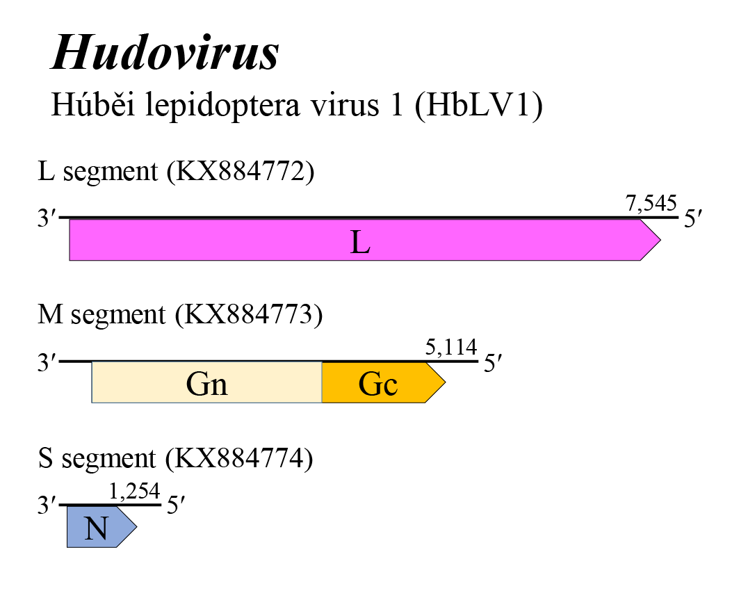 Hudovirus genome