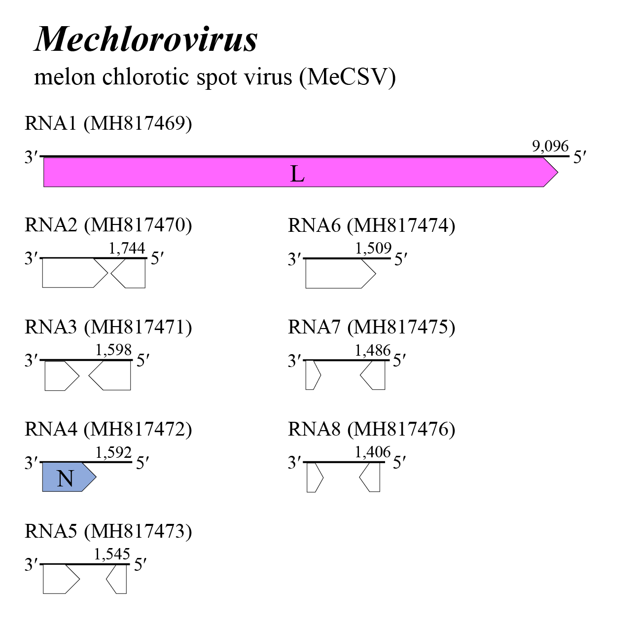 Mechlorovirus genome